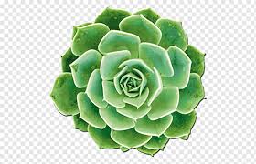 Maybe you would like to learn more about one of these? Succulent Plant Houseplant Aloe Vera Echeveria Elegans Suculent Flower Echeveria Aloe Png Pngwing