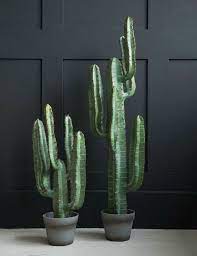How Long Can A Cactus Live Without Water Succulents Network Plants Cactus Plants Cactus House Plants