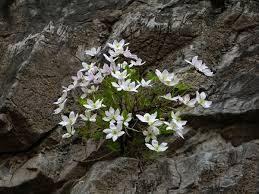 Image result for Clematis uhehensis