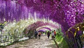 Image result for Wisteria