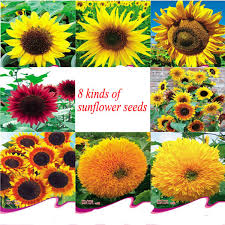 I love growing and arranging my own bouquets from my cut flower garden. F1 Hybrid Sunflower Seed For Planting For Pot Flower Landscape And Cutting Flowers Buy Hybrid Sunflower Seed Black Sunflower Seeds Sunflower Seed Product On Alibaba Com