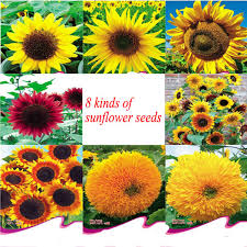 I love growing and arranging my own bouquets from my cut flower garden. F1 Hybrid Sunflower Seed For Planting For Pot Flower Landscape And Cutting Flowers Buy Hybrid Sunflower Seed Black Sunflower Seeds Sunflower Seed Product On Alibaba Com
