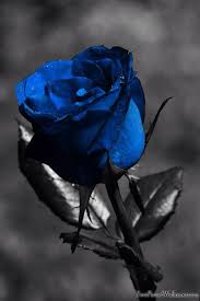 We did not find results for: Sometimes You Have To Overlook Everything To See Something Hannah Blue Rose Tattoos Blue Roses Black Rose Meaning