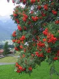 Bot.〉 angehörige einer gattung der rosengewächse: Sorbus Aucuparia Eberesche Vogelbeere Gunstig Kaufen