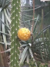 Interestingly, the seeds are also edible, and they're crunchy. Wild Yellow Dragon Apple Cactus Harrisia Eriophora Urban Tropicals
