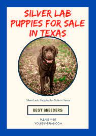 If you live there we can ship our dogs out to you! Silver Lab Puppies For Sale In Texas Top 08 Labrador Breeders 2021