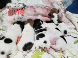 It's free to post an ad. Jack Russell Puppies Ohio Petfinder