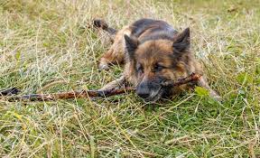 Help My Dog Won T Stop Eating Sticks
