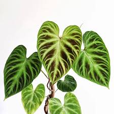 Philodendron Verrucosum Philodendron Plants Rare Plants