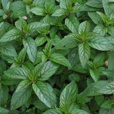 11 Easy Tips How To Grow Mint From Seed The Gardening Dad Peppermint Plants Mint Plants Chocolate Mint Plant