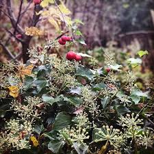 Blüht und blüht und blüht. Noch So Einer Der Den Garten Auch Im Winter Spannend Macht Strauchefeu Anders Als Efeu Ist Der Alter Bluht Und Tragt Kleine Schwarze Beeren Die Plants