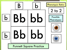 Spongebob is heterozygous for his square shape, but sponge susie is round. Wwwmeandmydog Punnett Square Practice 3 Spongebob Squarepants Https Pdf4pro Com File D94f1 Biology Wp Content Uploads 2017 02 Sponge Bob Genetics 3 Pdf Pdf I Can Label And Correctly Complete