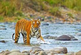 Lesser-Tried Experiences in Jim Corbett National Park – Corbett National  Park