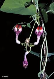 Image result for Ceropegia pygmaea