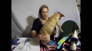 Bows should only ever be attach. How To Put A Bow In Your Dogs Hair The Right Way Youtube