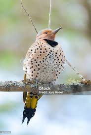 Image result for Colaptes auratus