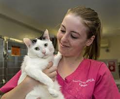 Twenty years ago, cats and dogs in rspca animal shelters had a good chance of being put down. Challenge Helps Cut Cat Euthanasia Rate Brantford Expositor