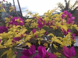 Semua ini gambar latar belakang dan vektor mempunyai resolusi tinggi dan boleh digunakan sebagai sepanduk, poster atau wallpaper. No Stock Golden Picture Cralls Garden Bougainvillea Facebook