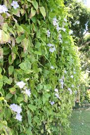 Image result for Thunbergia grandiflora