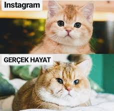 Mizah Komik Caps Ilginc Mood Yeni Begeni Resim Komikalintilar Replik Populer Kesfet Ucretsiz Ask Komik Gatos Yavru Kediler