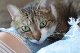 It will also help hydrate and keep their. Can Cats Have Olive Oil Is It Safe Is It Toxic Pets Overload Pet Blog Pet Product Reviews Pet Training Tips Hey Pet Cats Pet Blog Pet Parent