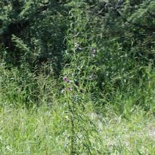 Image result for Sesamum triphyllum