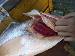 Mancing di sore hari strike ikan arut, ikan hiu cicak, ikan jenahak, ikan kuli balai dan jambal roti. çº¢çš‚ Ikan Jenahak Weight 4 5kg Local F E Fresh Fish Facebook
