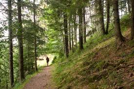 Fiind băiet păduri cutreieram printremuntişiprinpădure. Fiind Baiet Paduri Cutreieram Desen