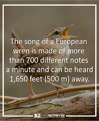 Birds That Don T Fly 94 107 Interesting Facts About Birds Factretriever Com Bird Facts Fun Facts Facts