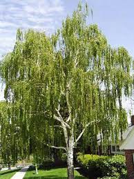 In its wingless state, the female giant bark aphid may be confused with the willow aphid. Weeping White Birch Gracefully Weeping Limbs Give Way To Pure White Online Orchards