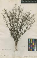 Image result for Kohautia cynanchica