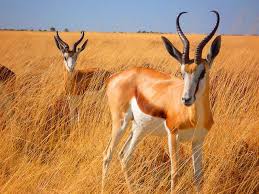 Springbok South African Animals Africa Animals African Antelope