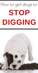 Maybe you would like to learn more about one of these? How To Stop Dogs From Digging 3 Boys And A Dog