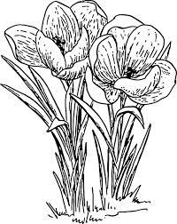 Free Flower Line Drawings Outline Drawing Flower Flowers Cartoon Rose Plant Plantsdrawing Flower Drawing Flower Line Drawings Plant Drawing