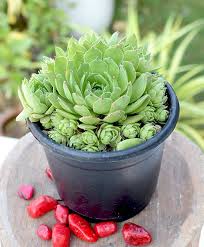Containers for indoors or outdoors. 14 Indoor Succulents India Types Of Indoor Succulent Plants