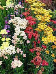 A colorado native perennial is defined as a plant existing in colorado prior to european settlement. Klisaz Shop Unique Acessories And Rare Seeds Colorado Mix Yarrow Seeds Flowers Perennials Plants Unique Plants