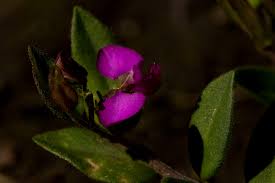 Image result for Polygala ohlendorfiana