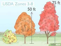 The root ball is the part covered in burlap, cloth or plastic. How To Plant A Maple Tree With Pictures Wikihow