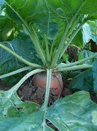 Maybe you would like to learn more about one of these? Mangelwurzel Wikipedia
