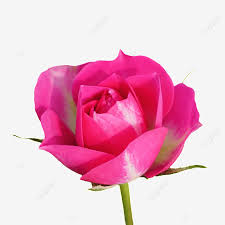 Tunggal mawar merah bunga segar dekorasi gambar vertikal lukisan. Gambar Bunga Mawar Merah Muda Bunga Segar Cantik Dekorasi Png Transparan Dan Clipart Untuk Unduhan Gratis