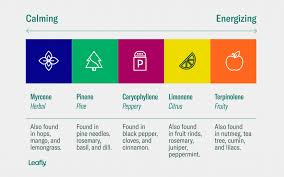 what are cannabis terpenes and what do they do leafly