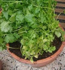 Maybe you would like to learn more about one of these? How To Revive A Dying Cilantro Plant Gardener Report