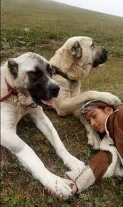 Turkish Shepherd Girl Hamdu Sena Bilgins Amazing Photo With 2 Kangal Dogs In 2020 Kangal Dog Dogs Huge Dogs