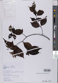 Image result for Alafia caudata