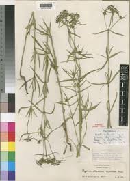 Image result for Agathisanthemum globosum