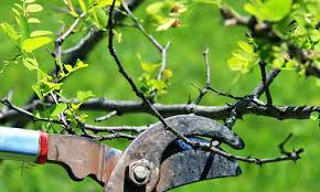 Check spelling or type a new query. Tree Pruning Olathe Ks Arbor Tree Care