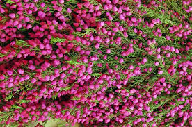 Boronia From Http Resendizbrothers Com Flower Guide Flowers Pretty Flowers