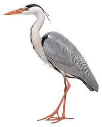Ioc world bird list, master reference for: Gray Heron Ardea Cinerea Birds Of The World