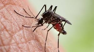 La encefalitis equina es una zoonosis. Alerta Sanitaria Por Encefalitis Equina Del Este Que Es Y Cuales Son Los Sintomas