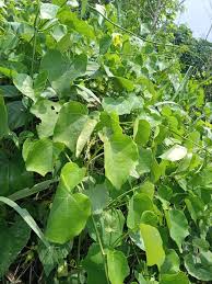 Image result for Triclisia